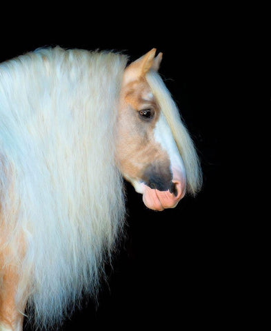 Equine Portrait VIII White Modern Wood Framed Art Print with Double Matting by PHBurchett
