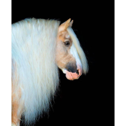 Equine Portrait VIII White Modern Wood Framed Art Print by PHBurchett