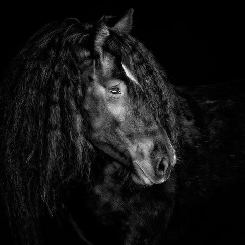 Equine Portrait IX Black Modern Wood Framed Art Print by PHBurchett