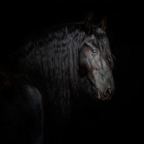 Equine Portrait X Black Modern Wood Framed Art Print by PHBurchett