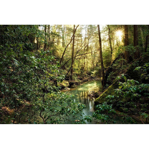 Filtered Light II White Modern Wood Framed Art Print by Head, Danny