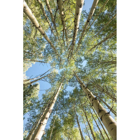 Looking Up White Modern Wood Framed Art Print by Head, Danny