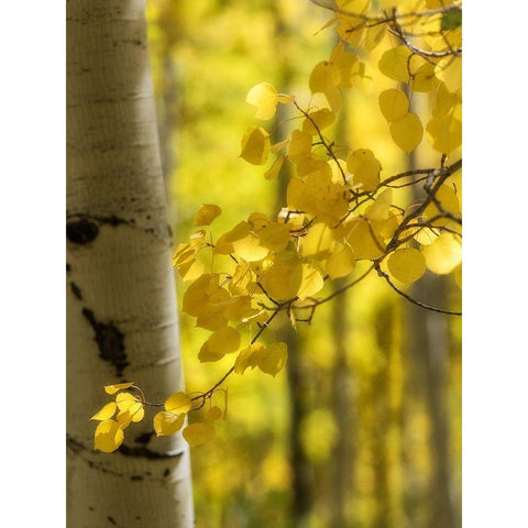 Aspen Highlights Black Modern Wood Framed Art Print with Double Matting by Head, Danny