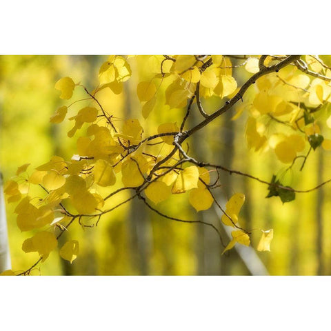 Aspen Backlight Black Modern Wood Framed Art Print with Double Matting by Head, Danny