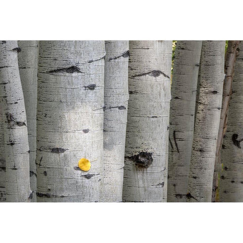 Stuck On You Too White Modern Wood Framed Art Print by Head, Danny