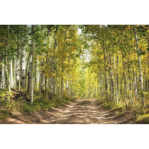 Aspen Drive Black Modern Wood Framed Art Print with Double Matting by Head, Danny