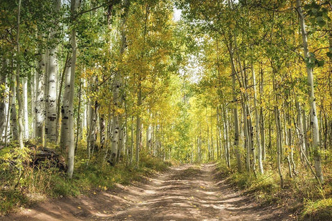 Aspen Drive Black Ornate Wood Framed Art Print with Double Matting by Head, Danny