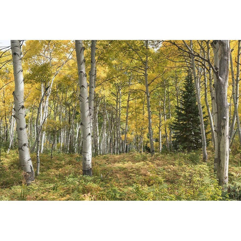 Aspen Grove I Gold Ornate Wood Framed Art Print with Double Matting by Head, Danny