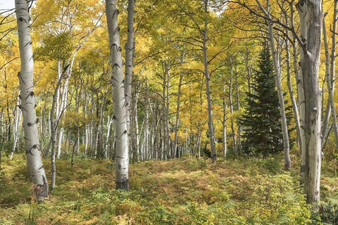 Aspen Grove I Black Ornate Wood Framed Art Print with Double Matting by Head, Danny