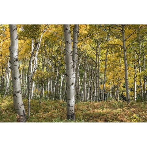 Aspen Grove II Gold Ornate Wood Framed Art Print with Double Matting by Head, Danny