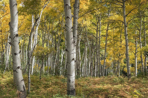 Aspen Grove II White Modern Wood Framed Art Print with Double Matting by Head, Danny