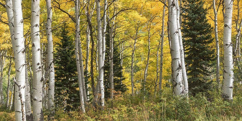 Aspen Panorama White Modern Wood Framed Art Print with Double Matting by Head, Danny