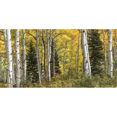 Aspen Panorama Black Modern Wood Framed Art Print with Double Matting by Head, Danny