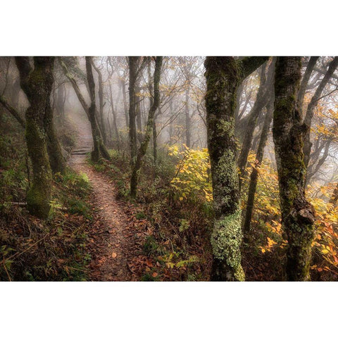 Fog Ahead Black Modern Wood Framed Art Print with Double Matting by Head, Danny