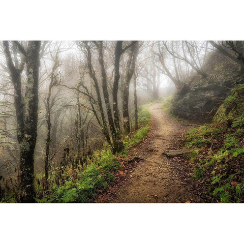 Narrow Path Black Modern Wood Framed Art Print with Double Matting by Head, Danny