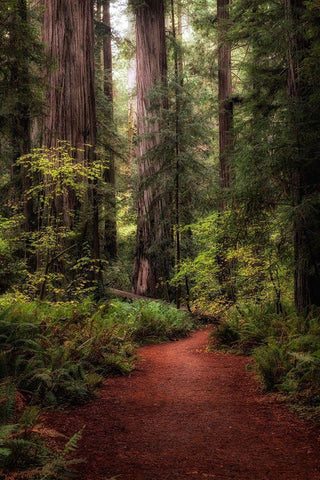 Forest Path I Black Ornate Wood Framed Art Print with Double Matting by Head, Danny
