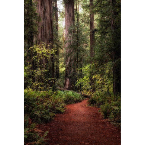Forest Path I White Modern Wood Framed Art Print by Head, Danny