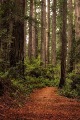 Forest Path II Black Ornate Wood Framed Art Print with Double Matting by Head, Danny
