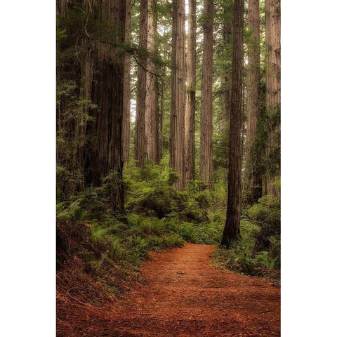 Forest Path II Black Modern Wood Framed Art Print by Head, Danny