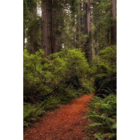 Forest Path III Black Modern Wood Framed Art Print by Head, Danny