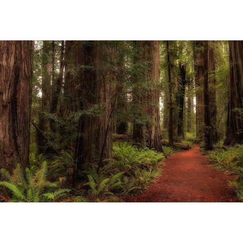 A Walk in the Woods I Black Modern Wood Framed Art Print with Double Matting by Head, Danny