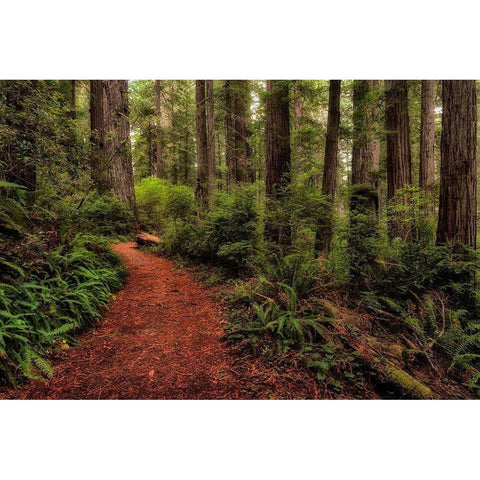 A Walk in the Woods II Gold Ornate Wood Framed Art Print with Double Matting by Head, Danny
