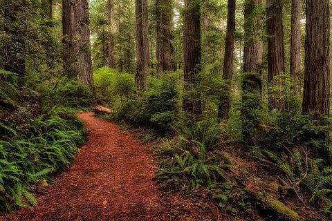 A Walk in the Woods II White Modern Wood Framed Art Print with Double Matting by Head, Danny