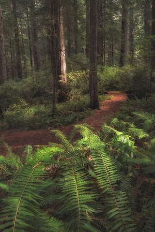 Fern Lined Path White Modern Wood Framed Art Print with Double Matting by Head, Danny