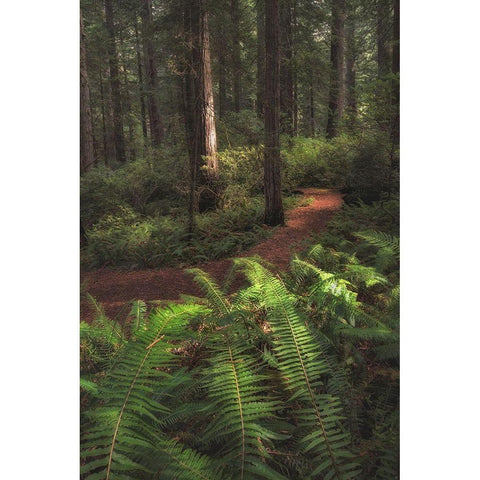 Fern Lined Path Black Modern Wood Framed Art Print with Double Matting by Head, Danny