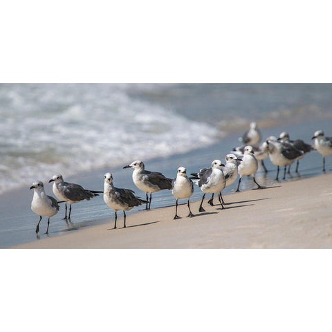 Whats Up Gulls Black Modern Wood Framed Art Print with Double Matting by Head, Danny