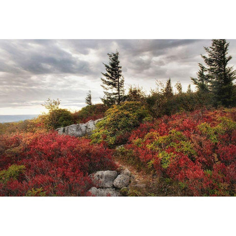 Highland Trail Black Modern Wood Framed Art Print with Double Matting by Head, Danny