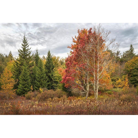 Woodland Variety Black Modern Wood Framed Art Print by Head, Danny