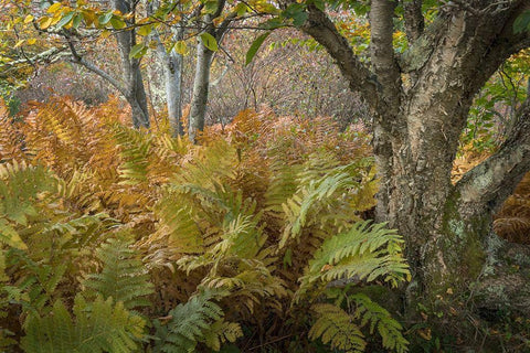 Autumn Ferns Black Ornate Wood Framed Art Print with Double Matting by Head, Danny
