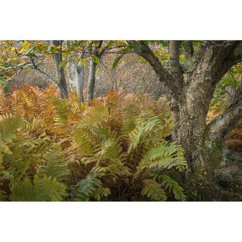 Autumn Ferns Black Modern Wood Framed Art Print by Head, Danny