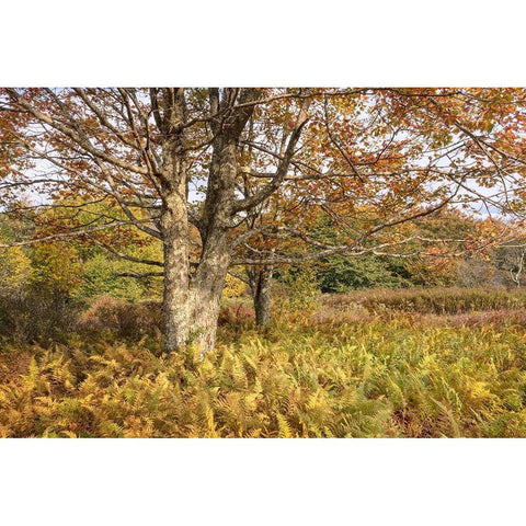 Maple and Ferns Gold Ornate Wood Framed Art Print with Double Matting by Head, Danny