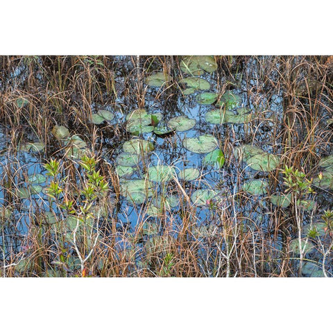 The Marsh Gold Ornate Wood Framed Art Print with Double Matting by Head, Danny