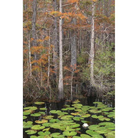 Black Water II White Modern Wood Framed Art Print by Head, Danny