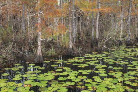 Bayou Autumn Black Ornate Wood Framed Art Print with Double Matting by Head, Danny