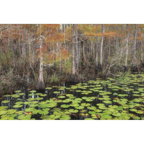 Bayou Autumn Black Modern Wood Framed Art Print by Head, Danny
