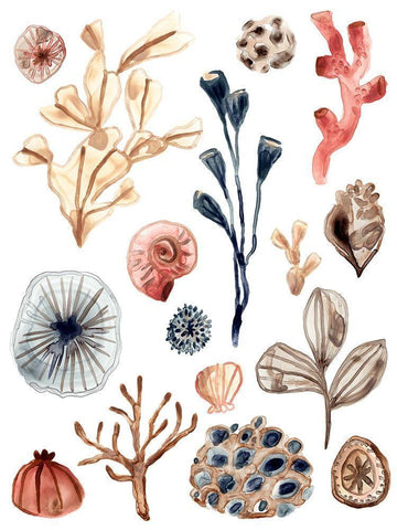 Ocean Assortment I White Modern Wood Framed Art Print with Double Matting by Vess, June Erica