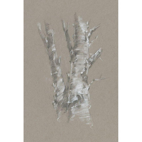 Chalk Birch Study I Black Modern Wood Framed Art Print with Double Matting by Harper, Ethan