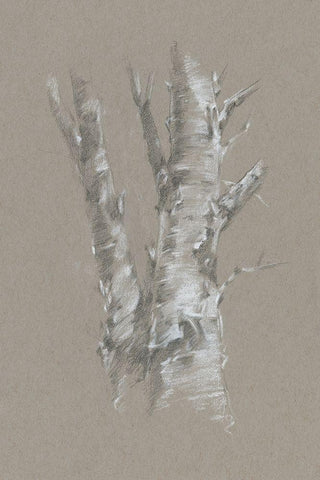Chalk Birch Study I White Modern Wood Framed Art Print with Double Matting by Harper, Ethan