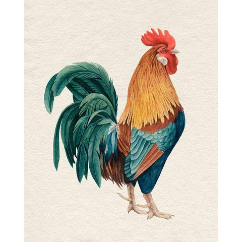 Watercolor Rooster I Black Modern Wood Framed Art Print with Double Matting by Popp, Grace