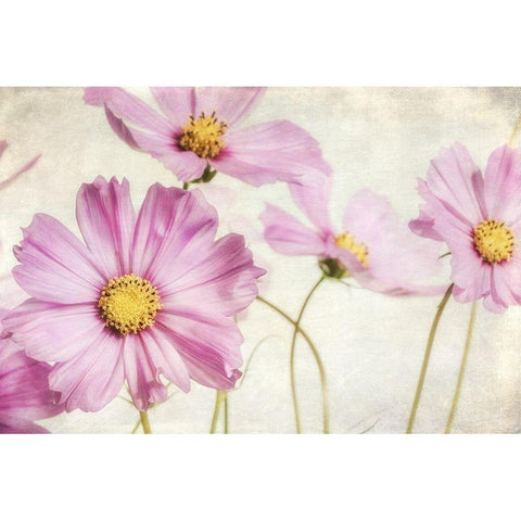 Pink Cosmos I Black Modern Wood Framed Art Print with Double Matting by Poinski, Dianne