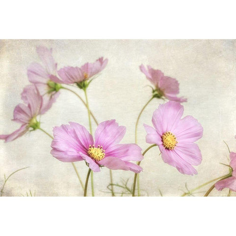 Pink Cosmos II Black Modern Wood Framed Art Print by Poinski, Dianne