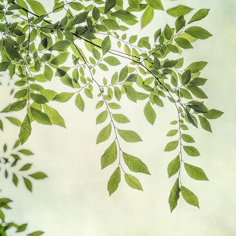 Summer Light I Black Ornate Wood Framed Art Print with Double Matting by Poinski, Dianne