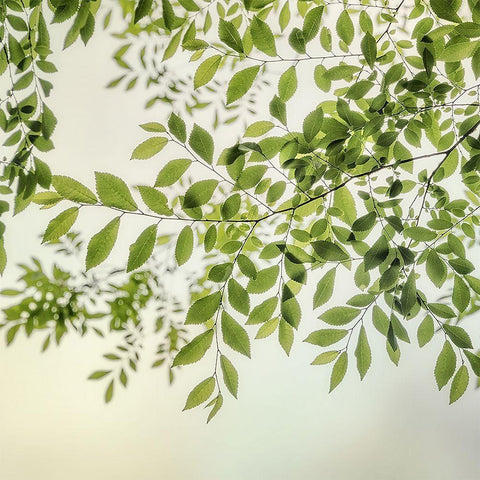 Summer Light II White Modern Wood Framed Art Print by Poinski, Dianne