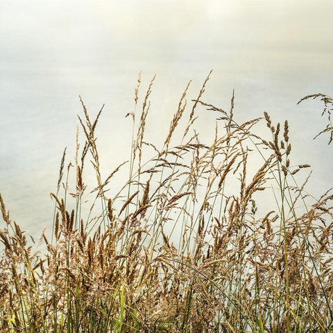 Bluff Grass II White Modern Wood Framed Art Print by Poinski, Dianne