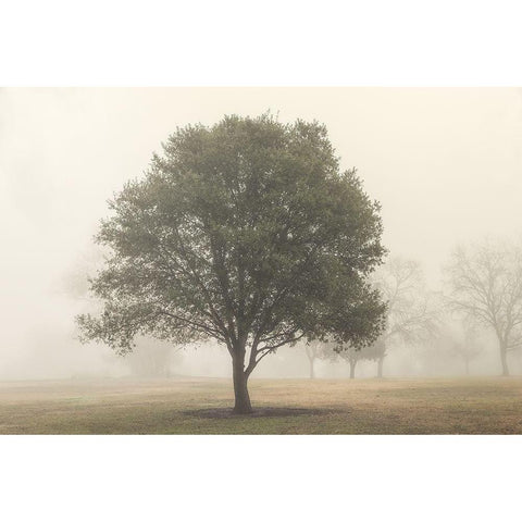 Trees in the Fog I Gold Ornate Wood Framed Art Print with Double Matting by Poinski, Dianne