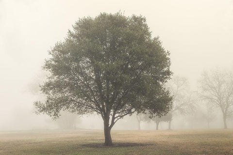 Trees in the Fog I White Modern Wood Framed Art Print with Double Matting by Poinski, Dianne